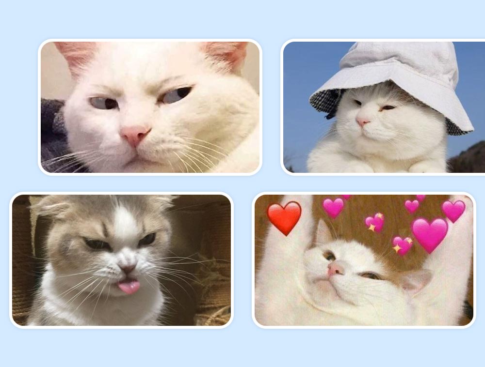 Hình ảnh Mô Hình Avatar Mèo Mèo Mèo PNG Miễn Phí Tải Về  Lovepik