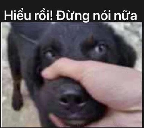 Ghim của Pinner trên Con chó  Funny memes Hài hước Meme